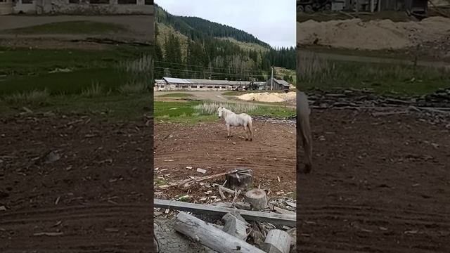 Это можно назвать Прекрасная белая лошадь смотреть онлайн