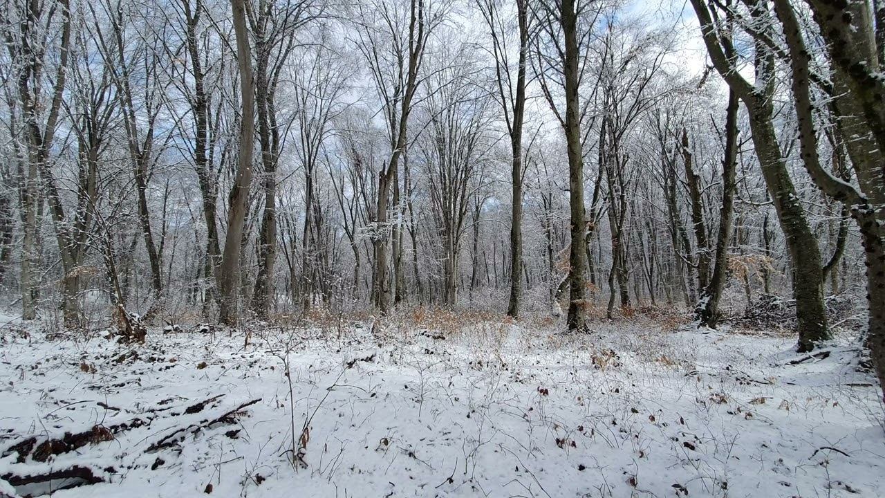 Snowfall in the Forest and the singing of Winter Birds смотреть онлайн