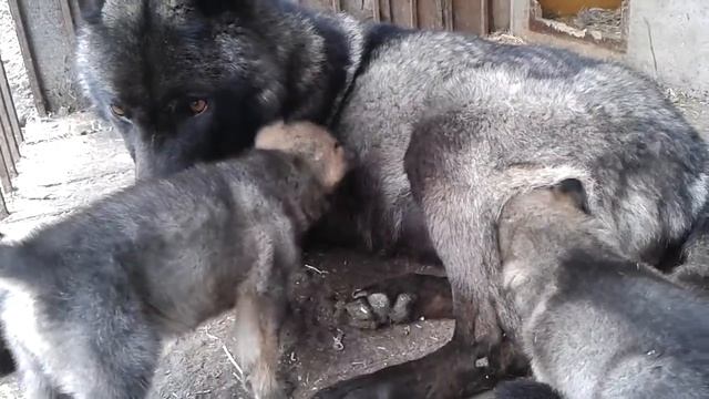 Волчица со щенками смотреть онлайн