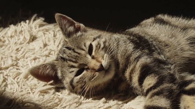 ЛЕЧЕБНОЕ КОШАЧЬЕ МУРЛЫКАНЬЕ для СНА,РАССЛАБЛЕНИЯ #relaxingmusic #мурлыканьекошки #лечебноемурлыкань смотреть онлайн