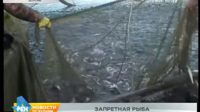 Определены категории граждан, на которых не будет распространяться запрет на вылов омуля смотреть онлайн