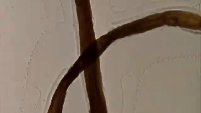 Mothlight (1963) | Stan Brakhage смотреть онлайн