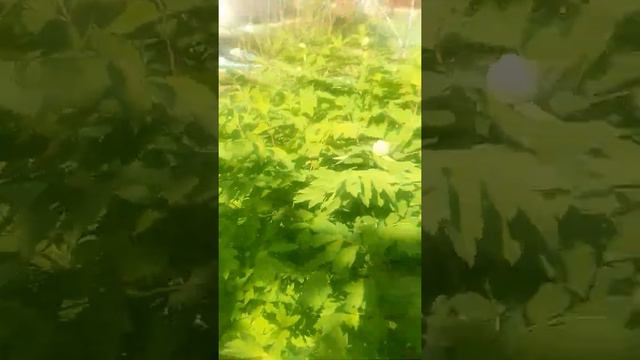 Древовидный пион смотреть онлайн