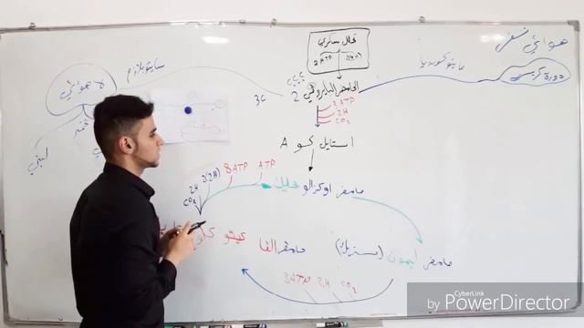 فصل اول محاضرة 10 (التنفس الهوائي)??