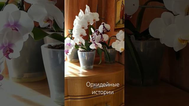 4 маленьких "лебедя".... #орхидеи #фаленопсис #phalenopsis смотреть онлайн