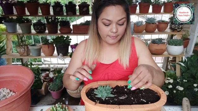 CUIDADOS DE FAUCARIA Y FENESTRARIA смотреть онлайн