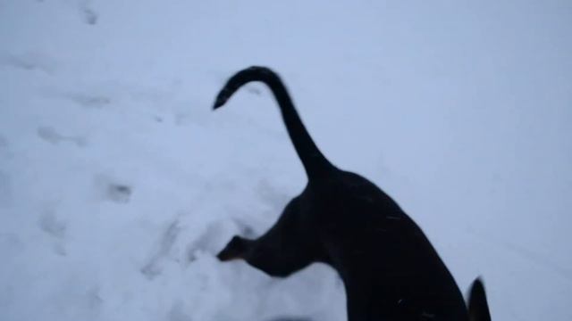 Doberman and his first Snow смотреть онлайн