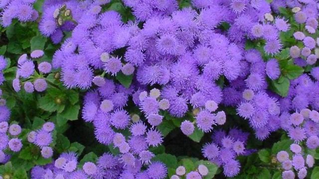 Агератум - виды и сорта ч.3 смотреть онлайн