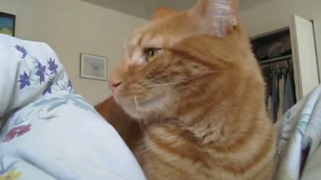 Котик Марсик на кровати смотреть онлайн