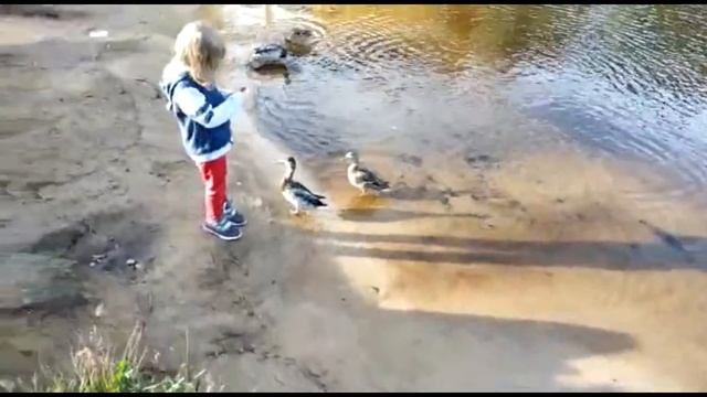 На озере кормим уточек! смотреть онлайн