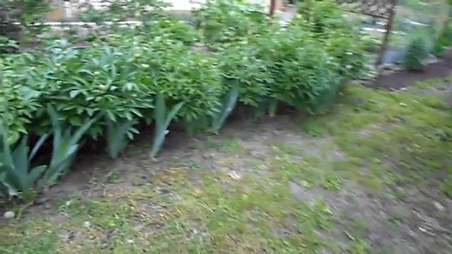 ЦВЕТЕТ АРМЕРИЯ, ЛИХНИС И ШИЛОВИДНЫЙ ФЛОКС смотреть онлайн