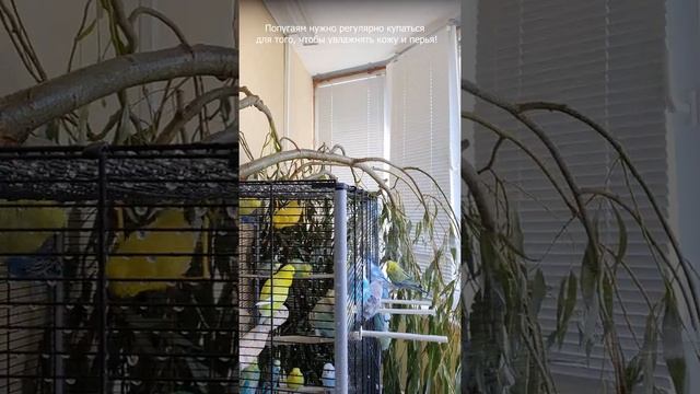 Почему нужно купать попугая? смотреть онлайн