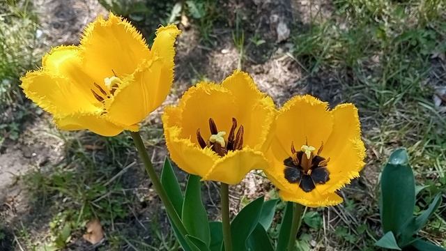 🌷 ЖЕЛТЫЕ ТЮЛЬПАНЫ 🌷 ЗНАЧЕНИЕ ❓ символика история применение смотреть онлайн