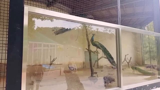 Зоопарк в Корее (бесплатно) ? смотреть онлайн