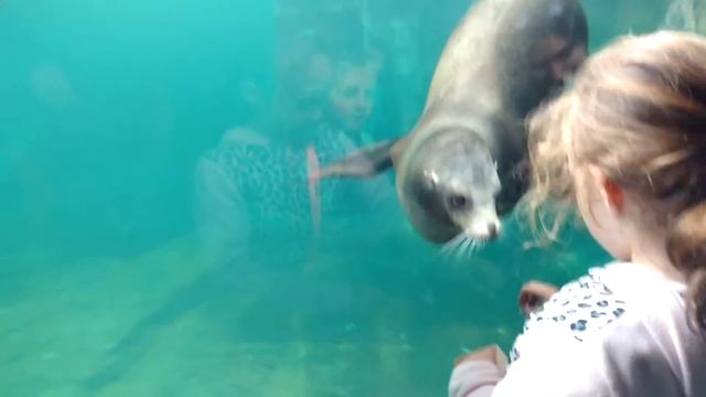 Тюлень играет под водой (Seal is playing in water) смотреть онлайн