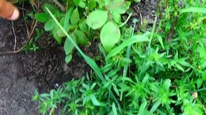 Голубика: в каком возрасте начинает плодоносить?