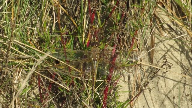 Vagrant Emperor - Anax ephippiger - Zadellibel / Zeebrugge - Belgium / 1-11-2015 смотреть онлайн