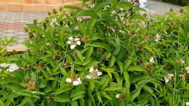 ЧТО НЕОБЫЧНОЕ ЕСТ ЧЕРЕПАХА? СКОЛЬКО ПРИБАВИЛА В ВЕСЕ ЗА ГОД?