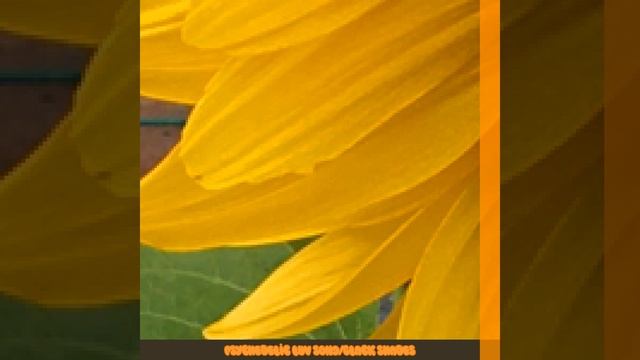 PSYCHEDELIC LUV SONG смотреть онлайн