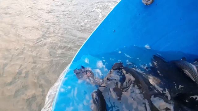 3 декабря | Запуск форели для рыбалки по открытой воде | Золотые Караси смотреть онлайн