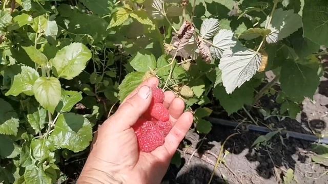 Малина Пшехиба, плодоношение на прошлогодних побегах! смотреть онлайн