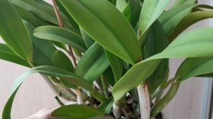 Каттлея  Мои ошибки. Неудачный опыт