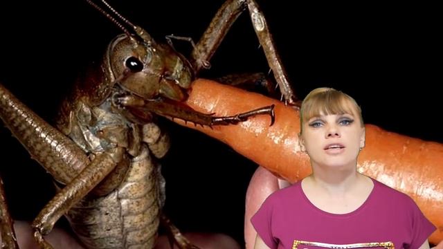 На дне Антарктики ЖИВЕТ... Мотоцикл Феррари!  ГИГАНТСКОЕ насекомое на планете Земля...