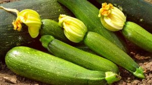 КАБАЧОК ПОЛЬЗА | полезность кабачков