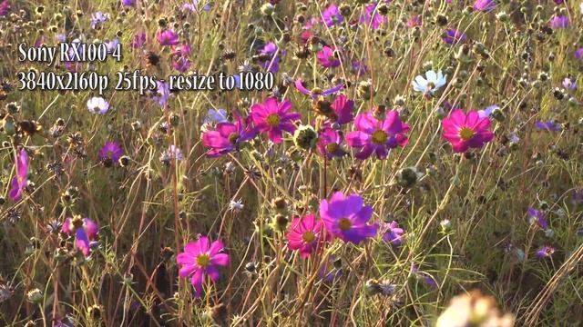 Сравнение качества видео: RAW Video Canon 6D и видео Sony Rx100m4 смотреть онлайн