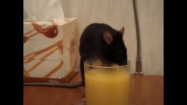 Маленький мышонок. Утро маленького мышонка. Little mouse. Morning little mouse смотреть онлайн