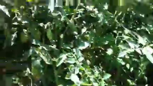 Tomato plant health смотреть онлайн