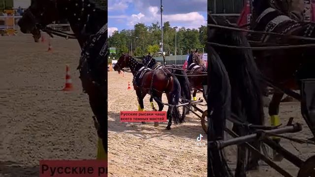 История русского Рысака. смотреть онлайн