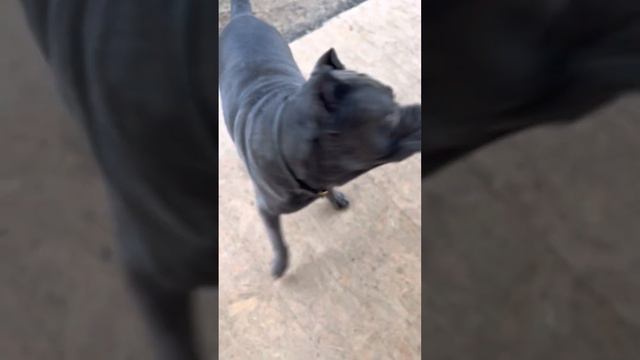 Старшая группа 🥰#tttt #cane #canecorso #канекорсо #canecorsoitaliano #канекорсоитальяно смотреть онлайн