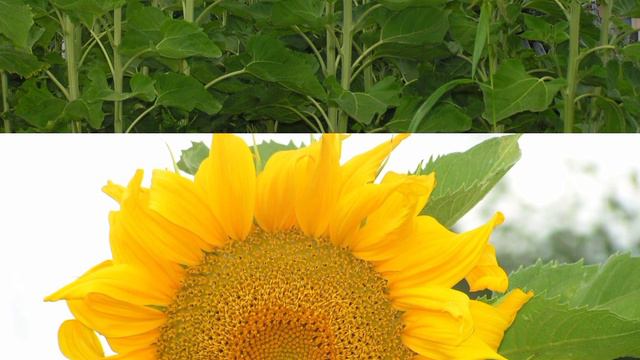 Подсолнух. В ожидании лета! смотреть онлайн