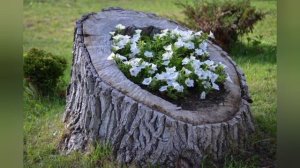 Как задекорировать пни на участке.Несколько оригинальных  вариантов.