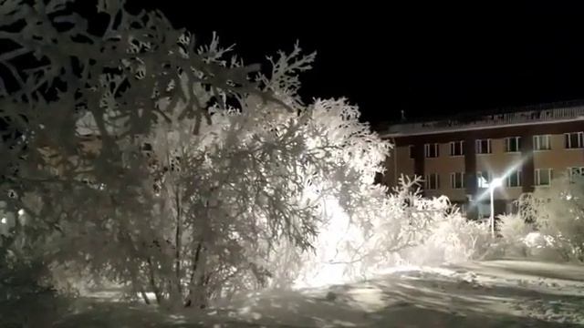 Анадырь: деревья в инее - 31 января 2022