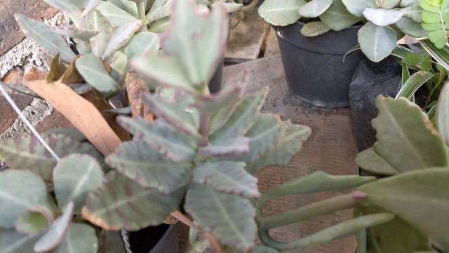 #gardening 377 : Update Sukulen Kalanchoe Marmorata Jumbo, Rimbun & Sehat смотреть онлайн