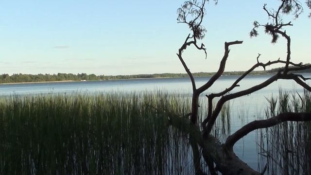 6 часов Успокаивающее, расслабляющее пение птиц Релакс для сна, у Лесного озера смотреть онлайн