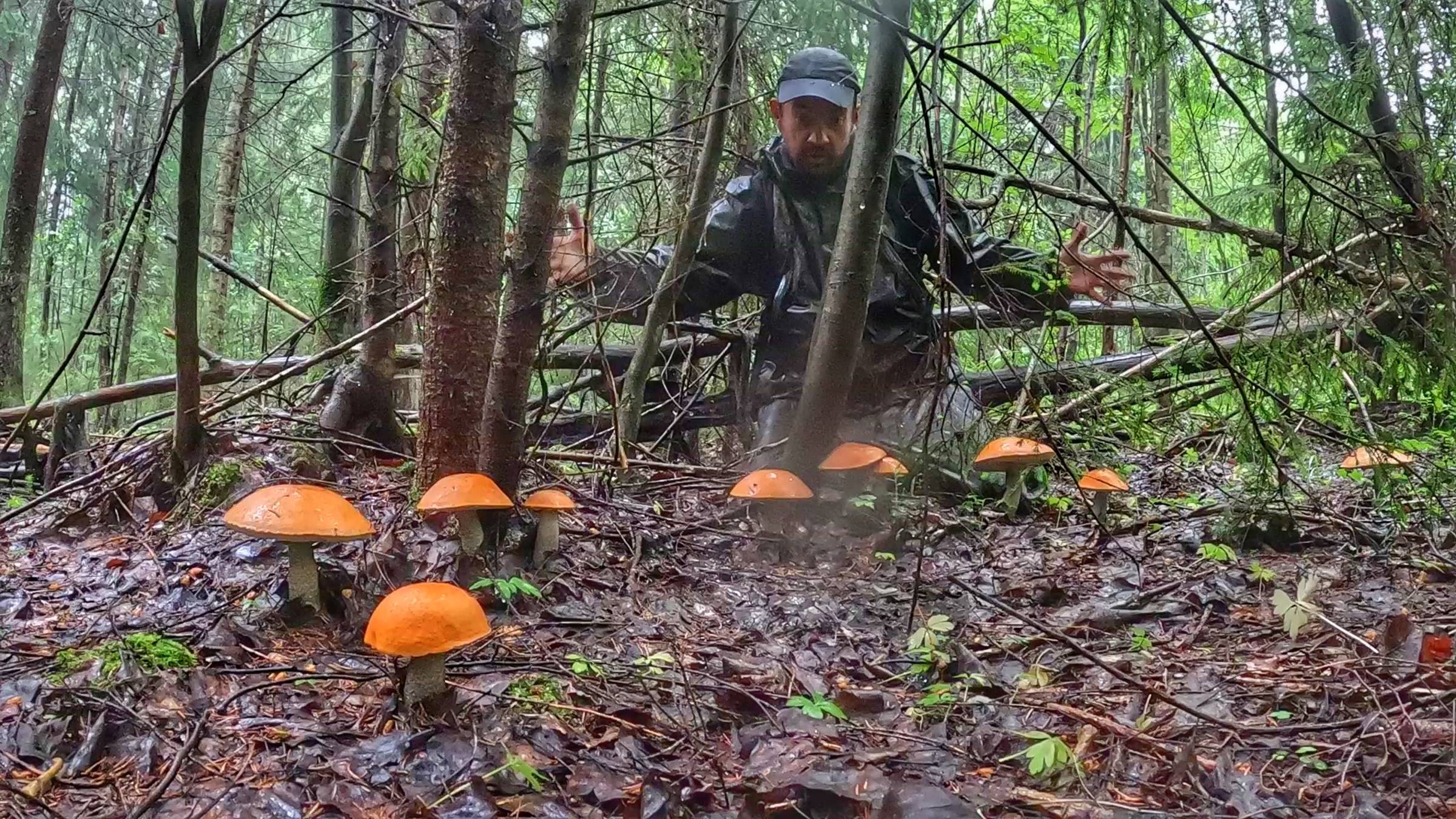ГРИБНИК УЛЕТЕЛ В КОСМОС ОТ СЧАСТЬЯ ОТ ТАКИХ НАХОДОК! НАТКНУЛСЯ НА ОГРОМНЫЕ ПОЛЯНЫ ПОДОСИНОВИКОВ! смотреть онлайн