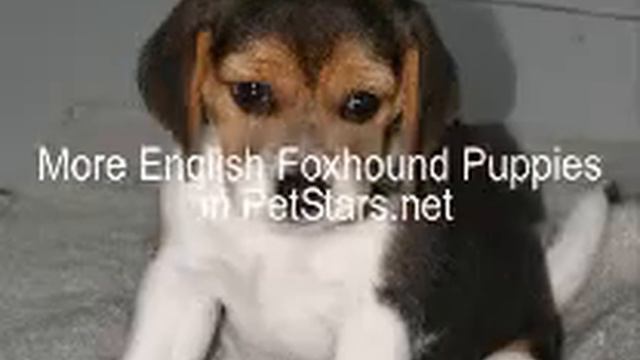 English Foxhound Puppies 01 смотреть онлайн