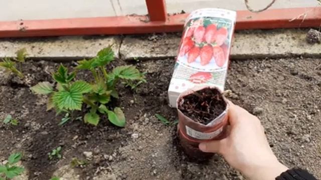 #веснаобзоргрядок# Вредитель клубники и малины...обзор грядок весной смотреть онлайн