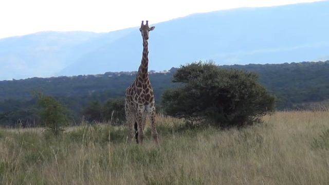 Safari Fotografico Jirafa En Safari Parte 3