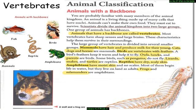Miss fatima Science lesson Grade 5 genus animal classification смотреть онлайн