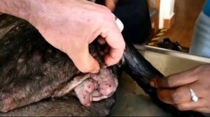 Ужасы понедельника в ветклинике.Удаление личинок или сьденный заживо.