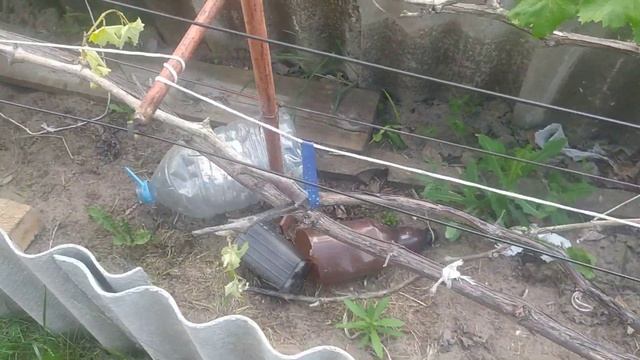 Вянет куст винограда. жадность до добра не доводит ... смотреть онлайн