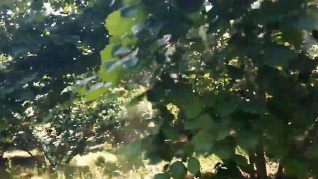 Листовые удобрения NPK. Опрыскивание фундукогово сада минитрактором смотреть онлайн