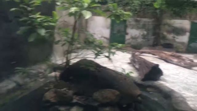 Валуев. Вьетнам. Хошимин. Зоопарк. Животные. Цветы. Деревья. Тигр. смотреть онлайн
