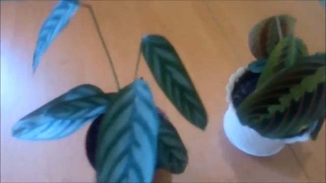 Маранта и калатея выращивание и уход в домашних условиях смотреть онлайн