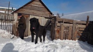 алабай среднеазиатскаяовчарка из питомника Аз Марал Ульяновск