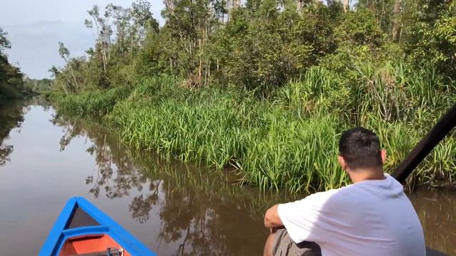 Orangutans in Borneo смотреть онлайн